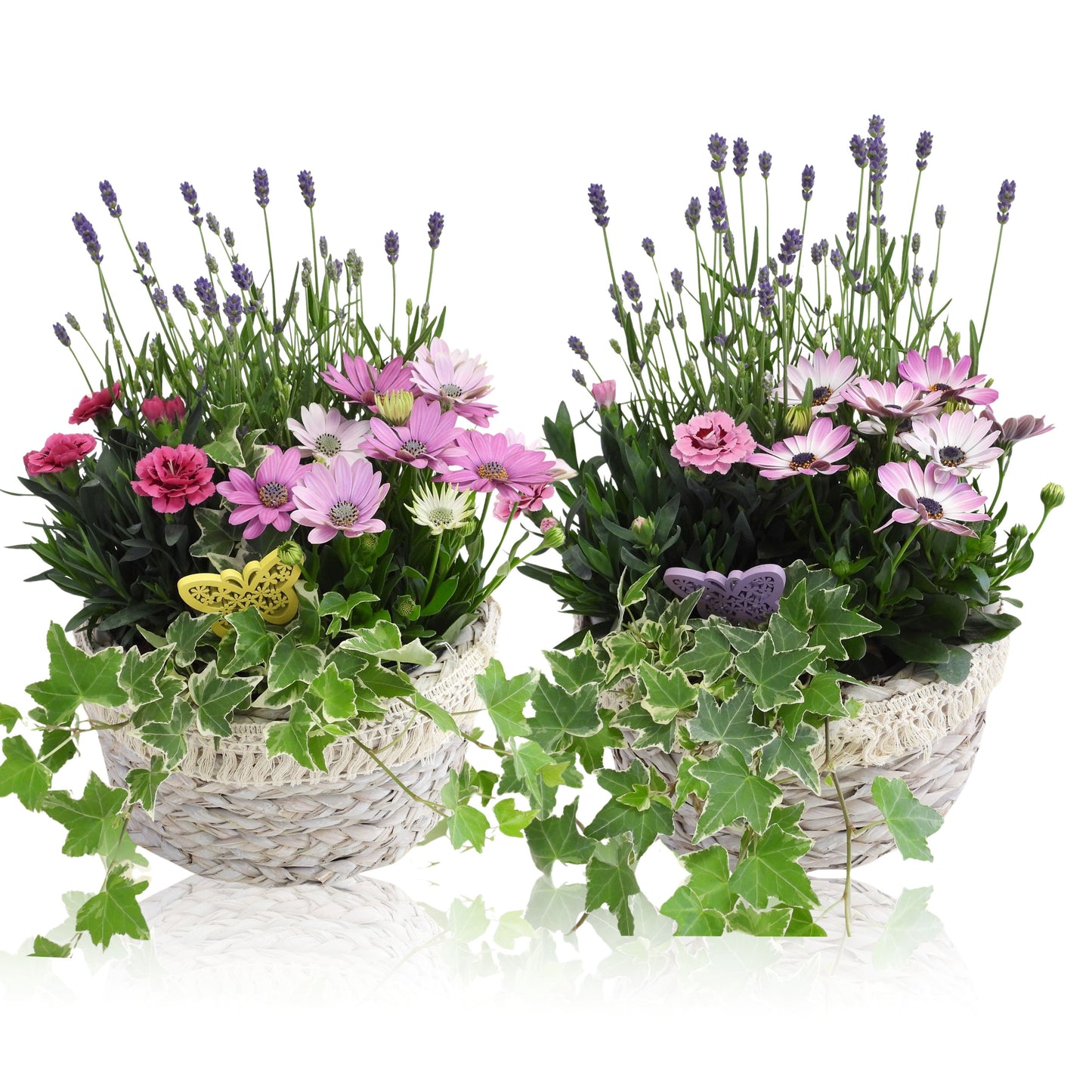 Outdoor arrangement 20cm 24cm Pot