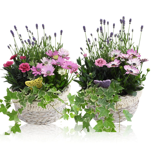 Outdoor arrangement 20cm 24cm Pot