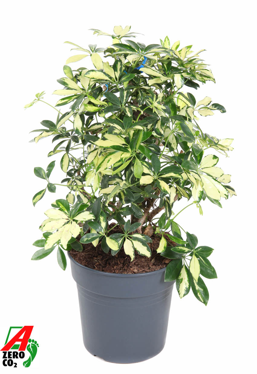 Schefflera Trinette 80cm 27cm Pot
