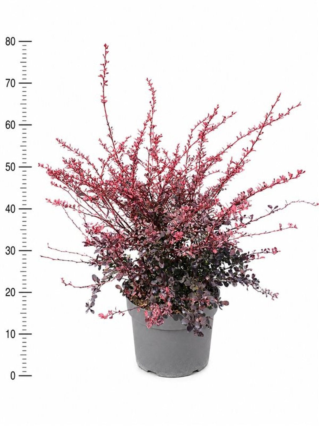 Berberis thunbergii Harlequin 75cm 26cm Pot