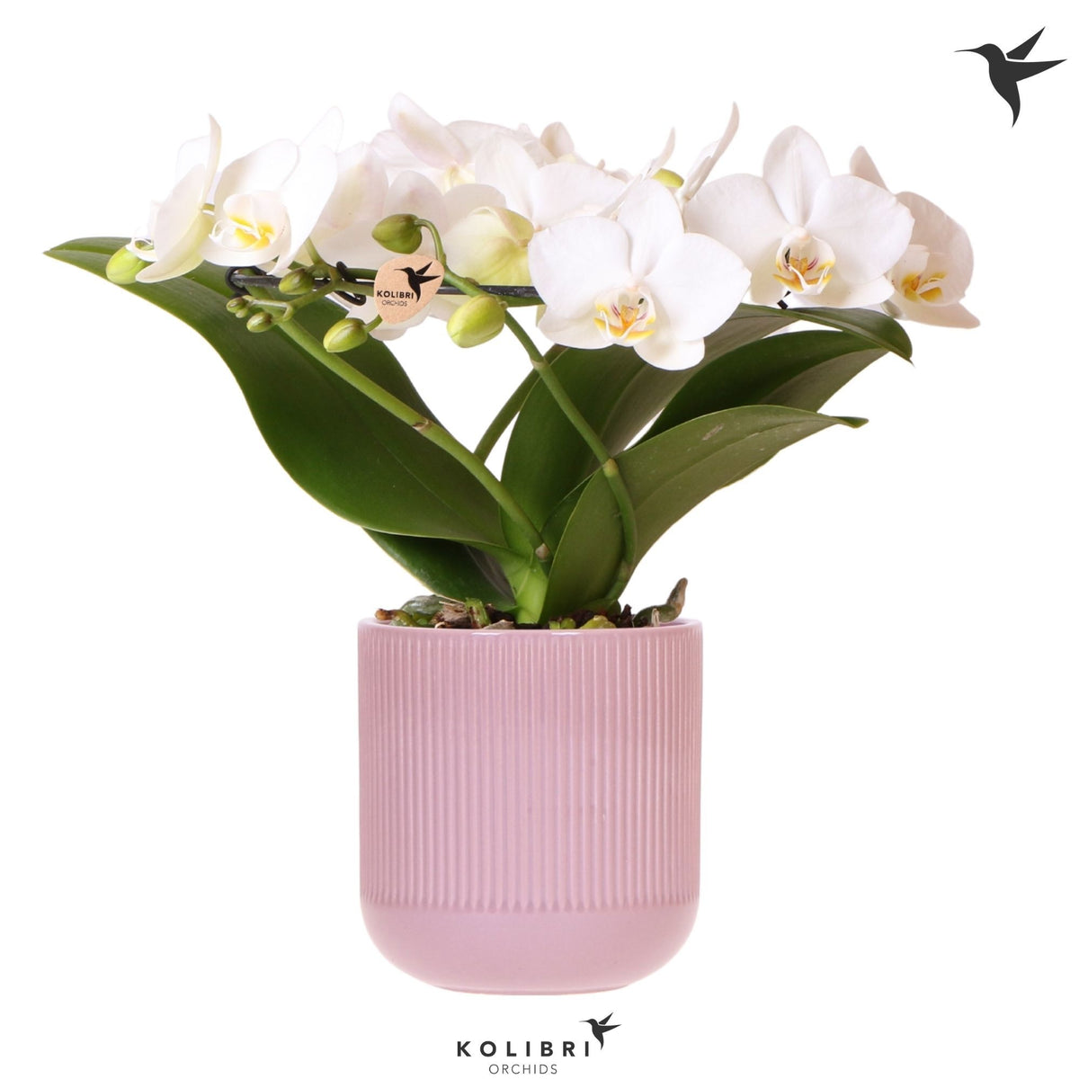 Phalaenopsis multiflora white 30cm 9cm Pot