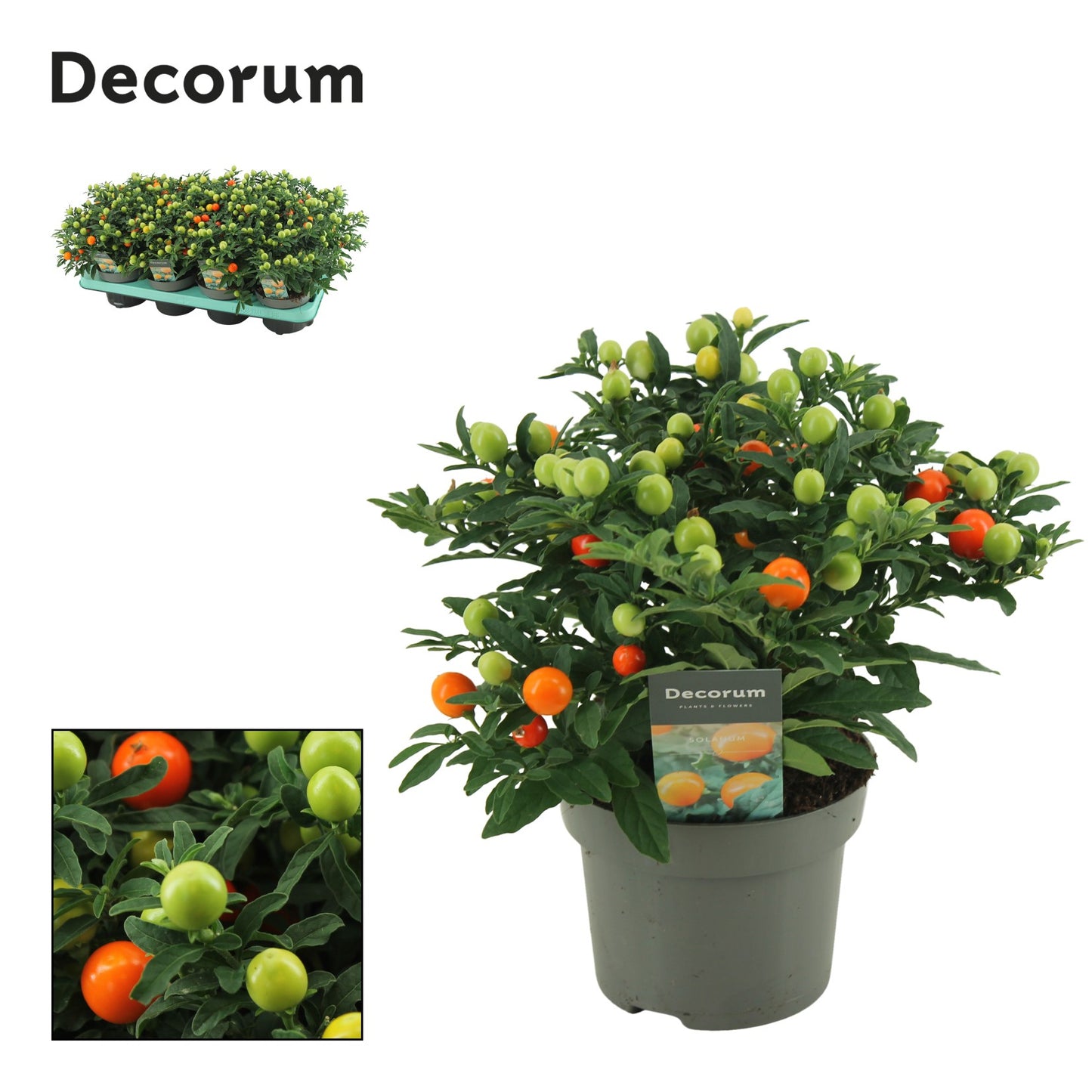 Berg, Firma P. van den Solanum pseudocapsicum Pack of 8
