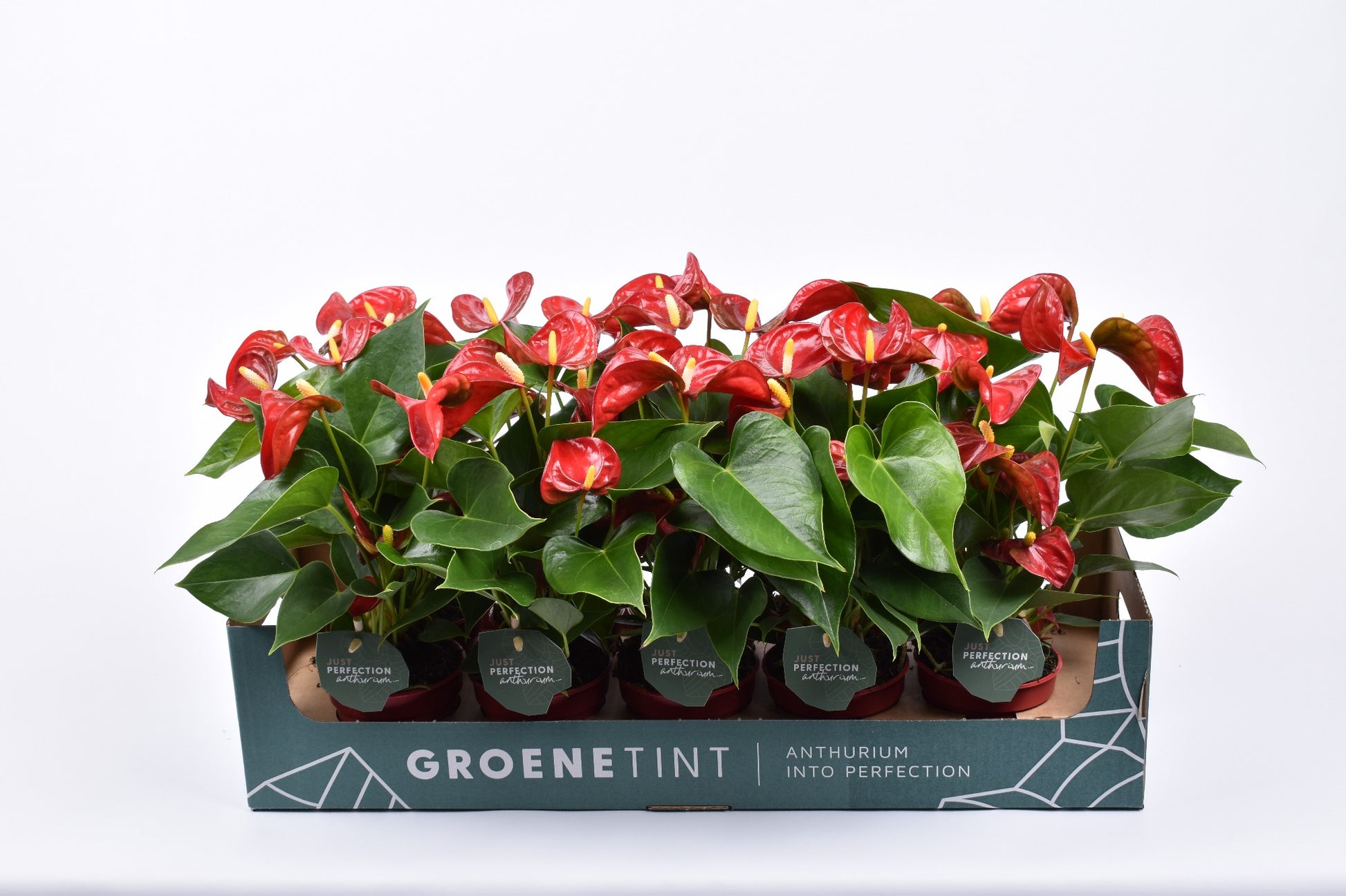 Groene Tint Anthurium Mystral Pack of 10