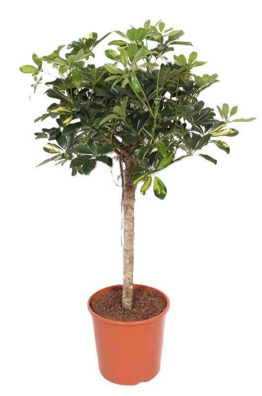 Schefflera Gold Capella 120cm 30cm Pot