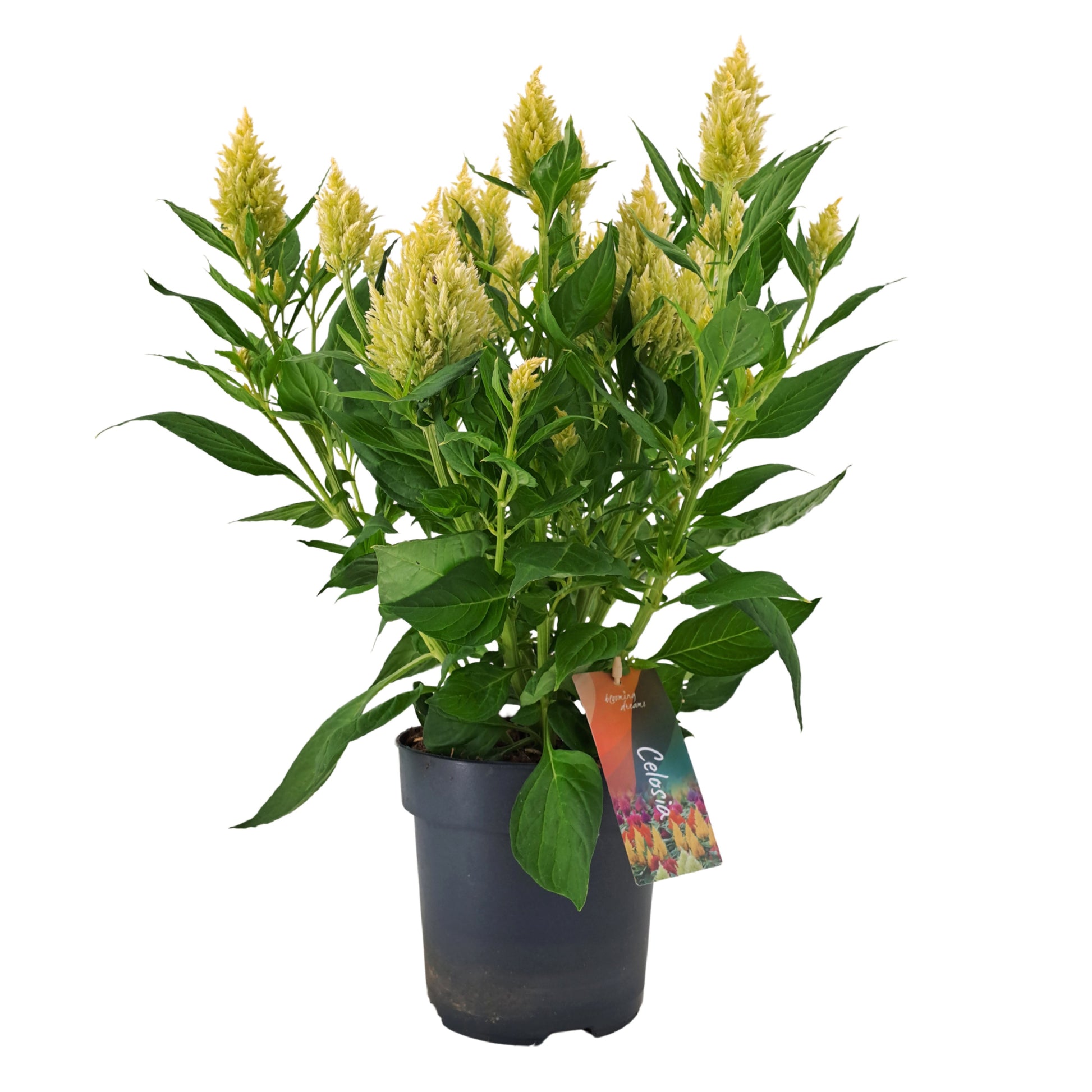 Celosia Kelos Fire Lime 55cm 17cm Pot