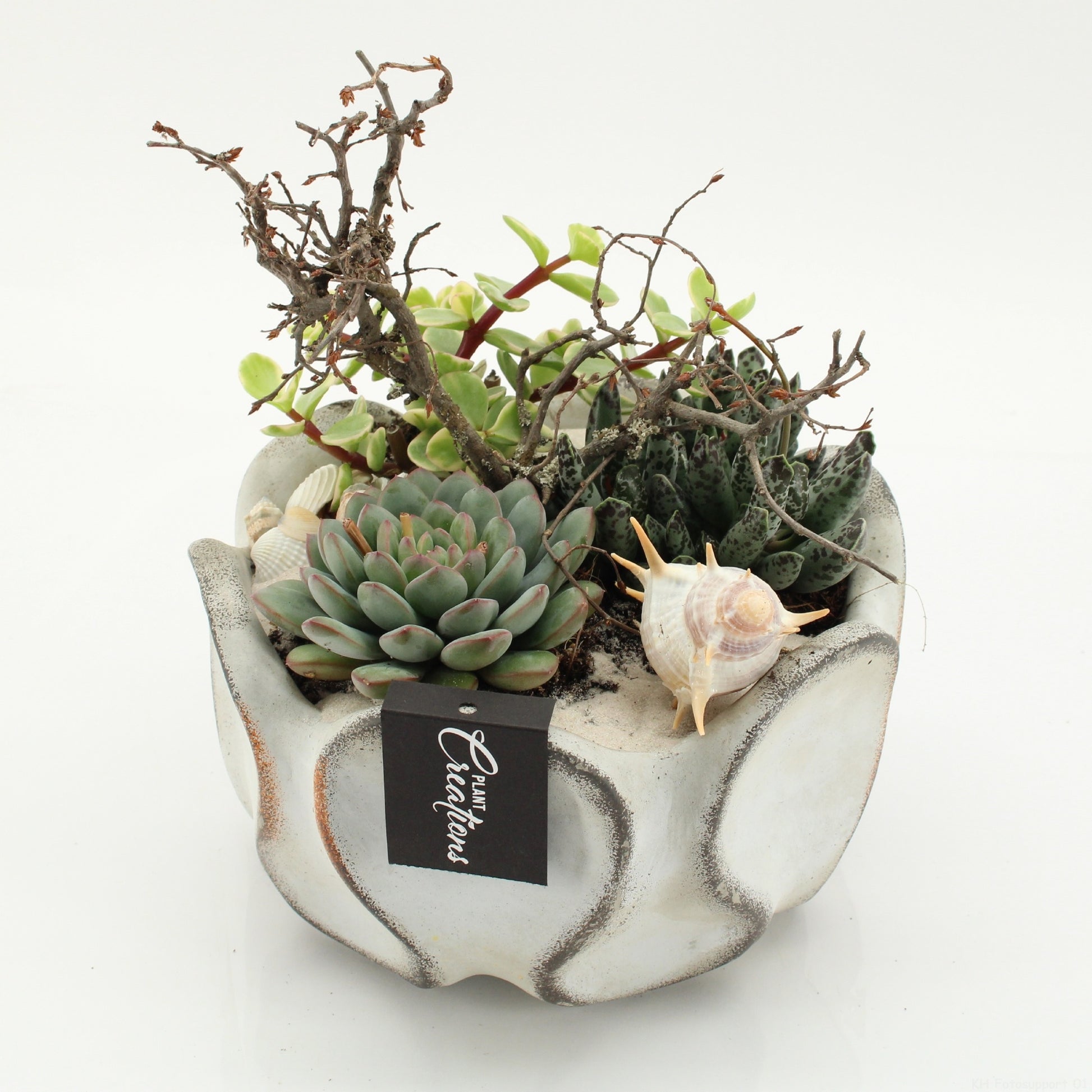 Indoor green arrangement 20cm 19cm Pot