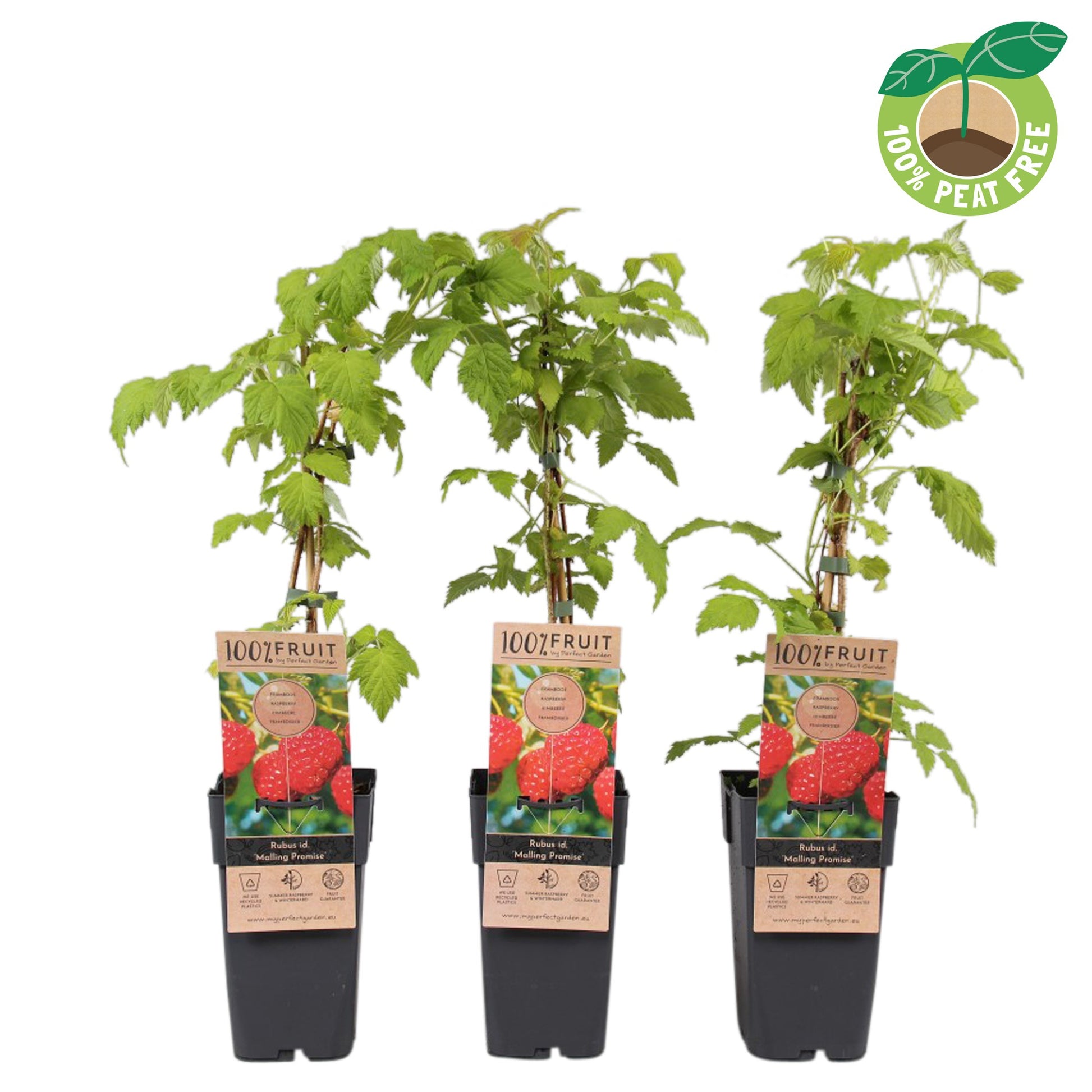 Rubus id. Malling Promise 50cm 15cm Pot