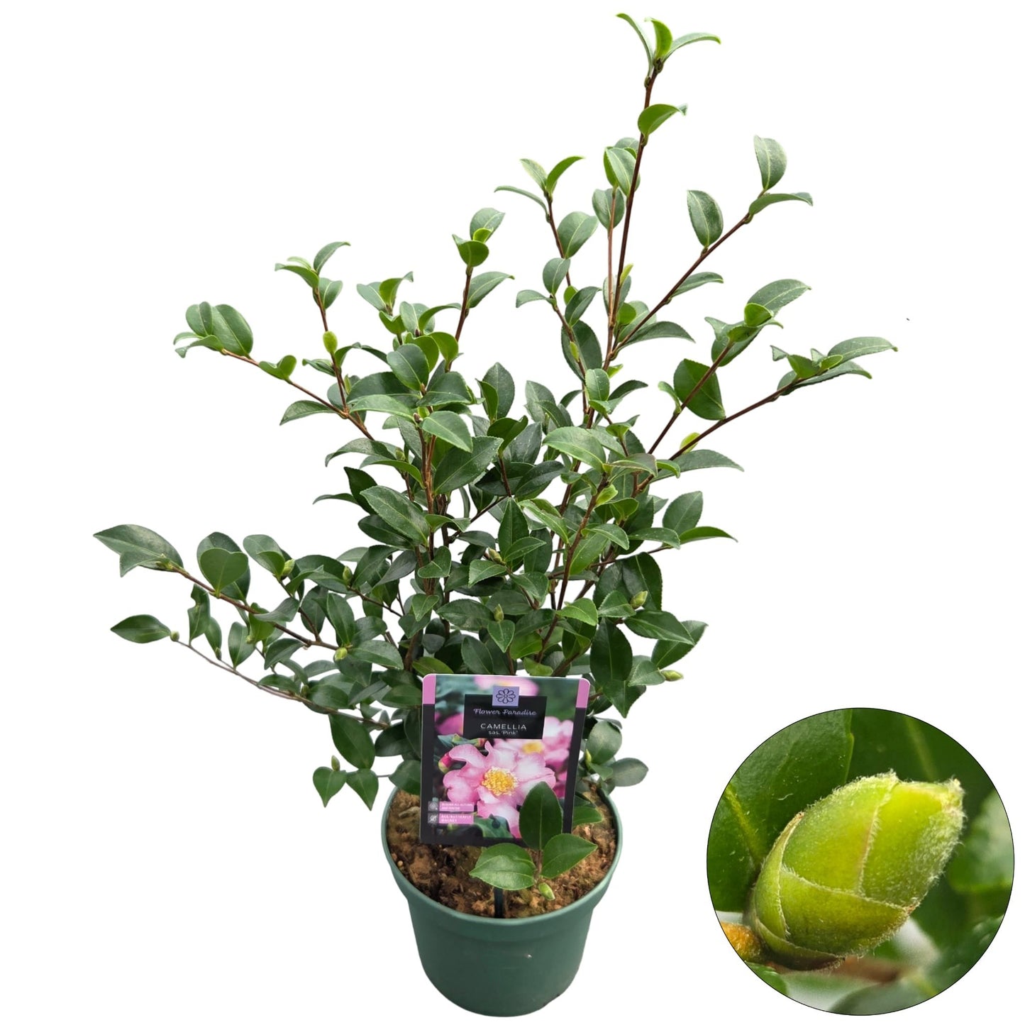 Peijl Tuinplanten, Van der Camellia sasanqua Pack of 1