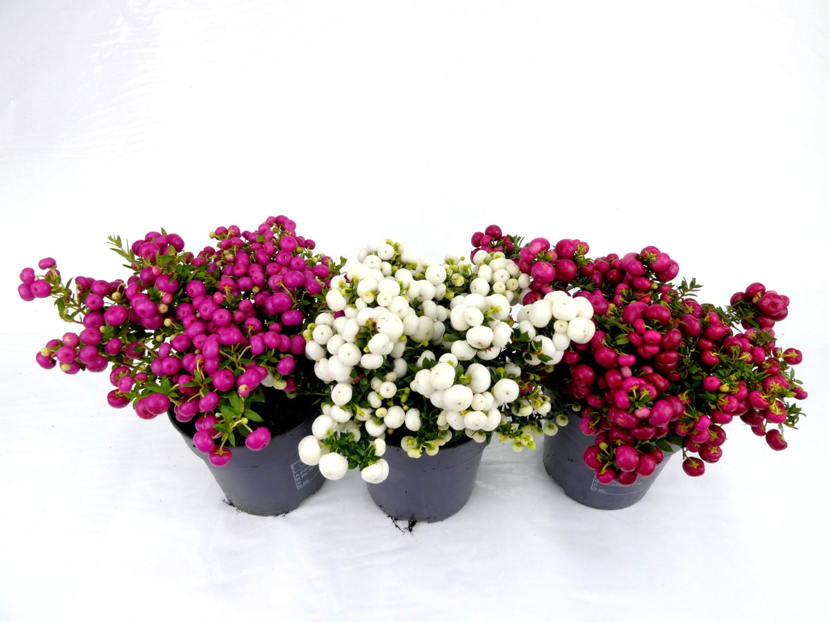 Gaultheria mucronata 20cm 14cm Pot