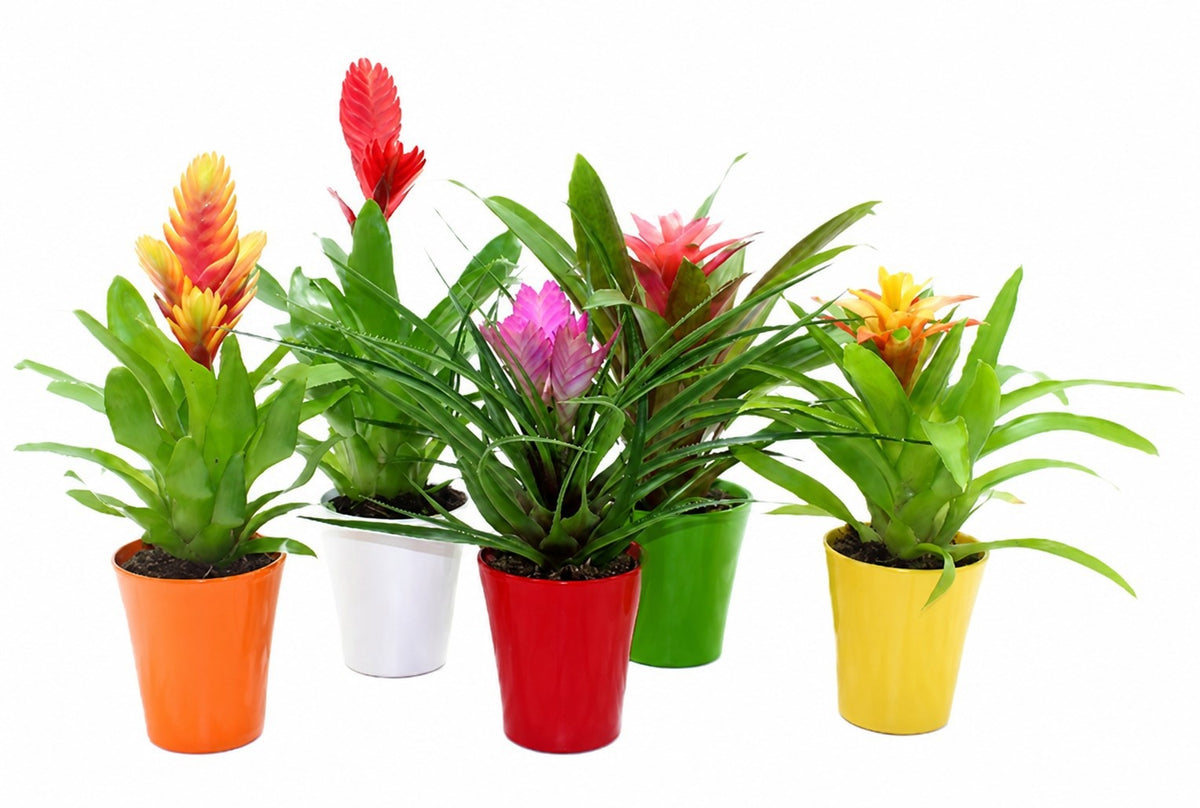 Bromelia mix 35cm 10.5cm Pot