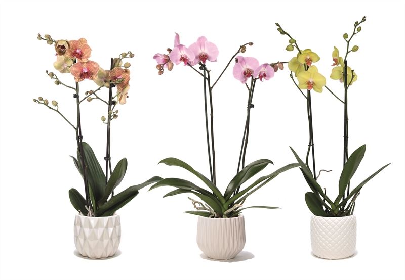 Phalaenopsis mix 55cm 12cm Pot