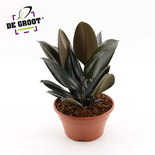 Ficus Abidjan 35cm 23cm Pot