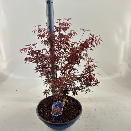 Acer palmatum 80cm 40cm Pot