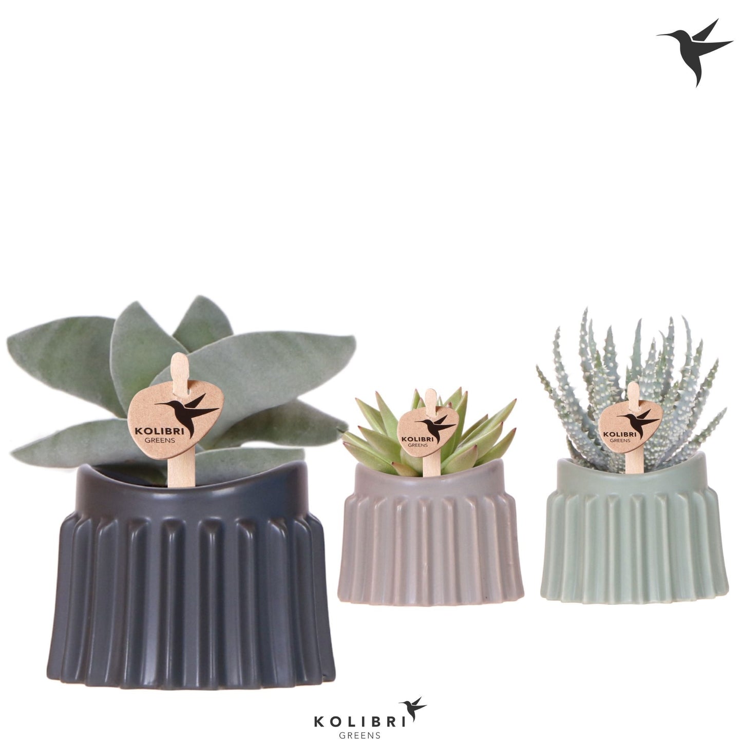 OK Plant Succulent mix Pack of 9