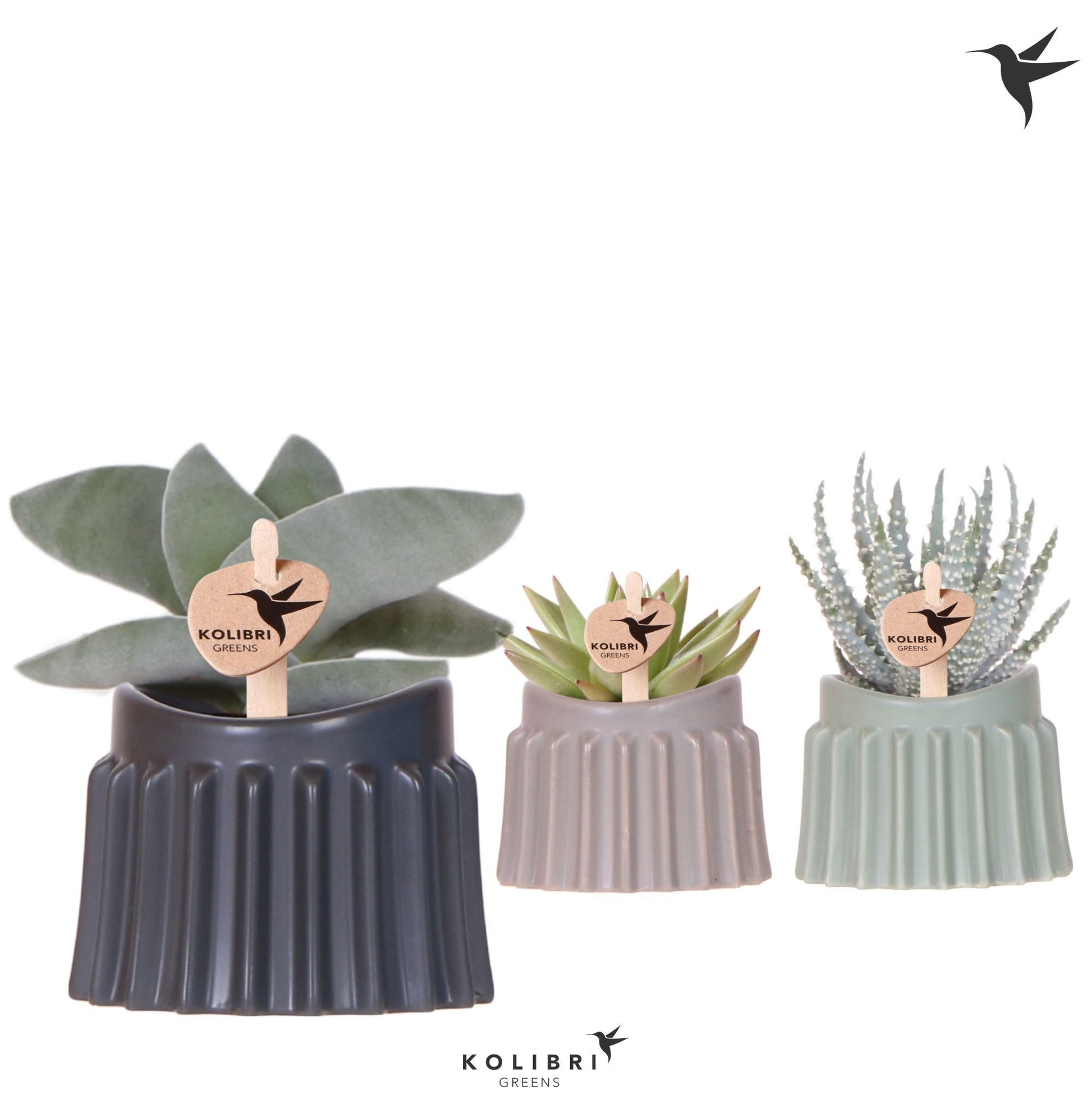 OK Plant Succulent mix Pack of 9