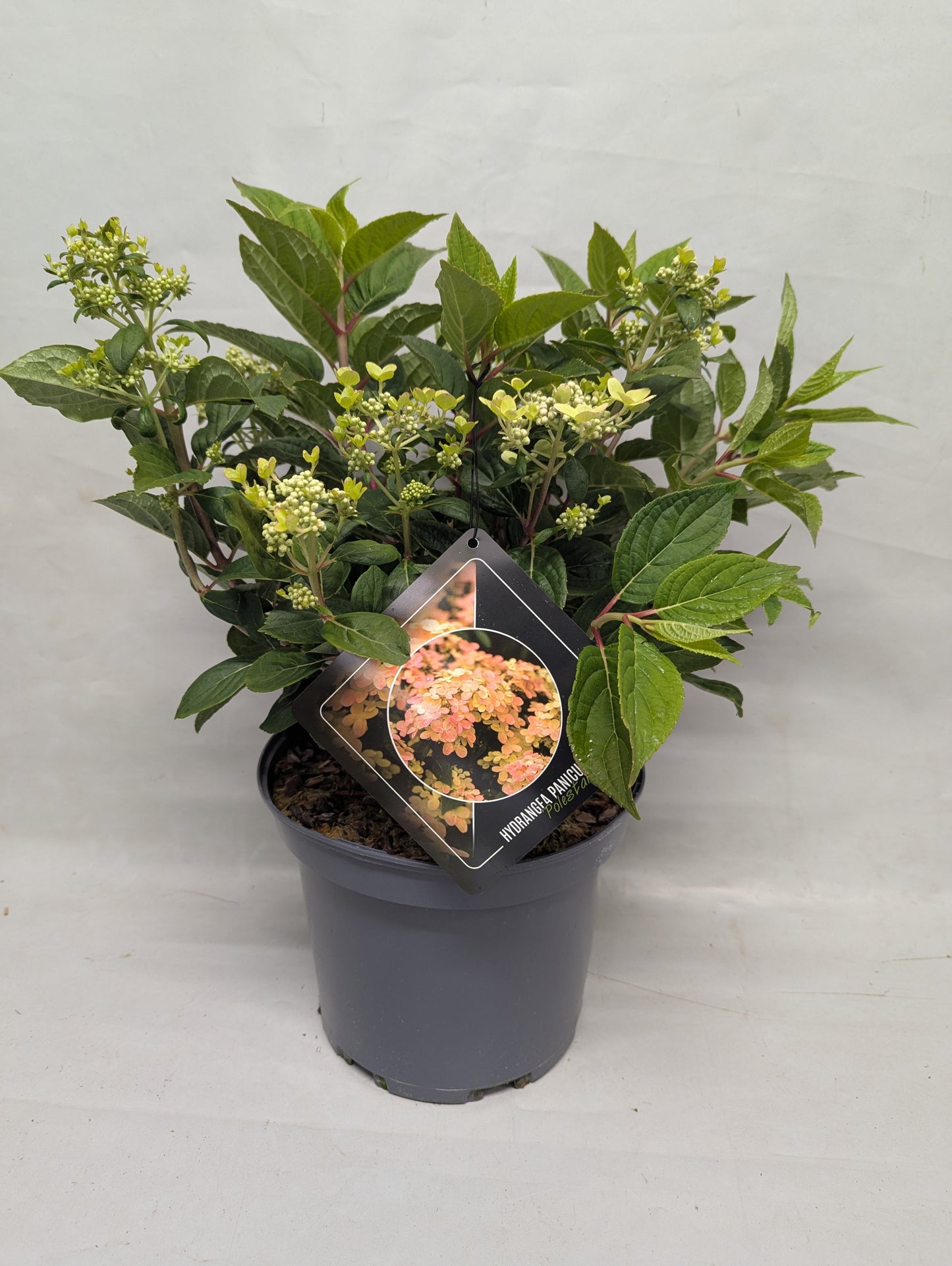 Hydrangea pan. Polestar 50cm 23cm Pot