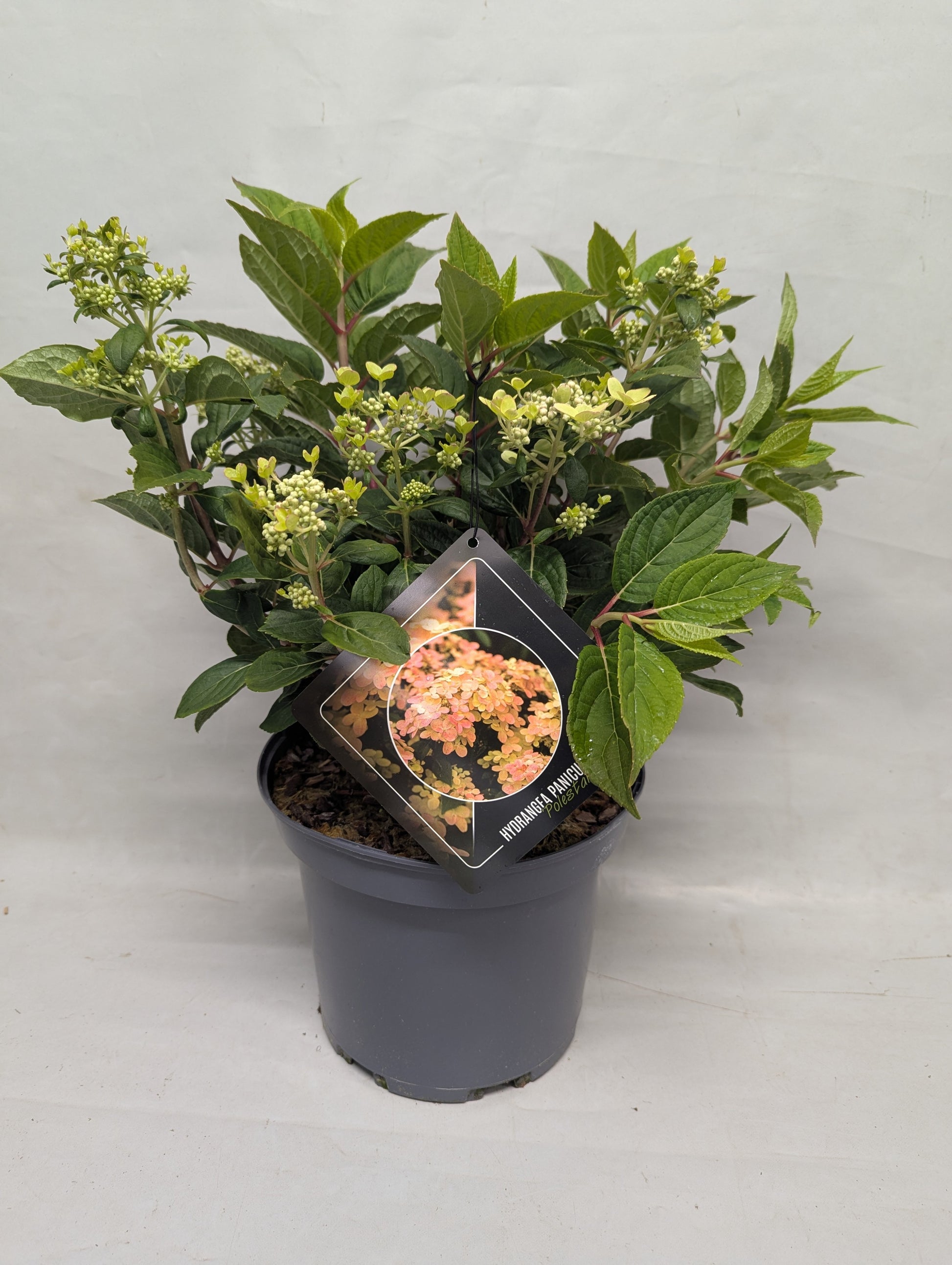 Hydrangea pan. Polestar 50cm 23cm Pot