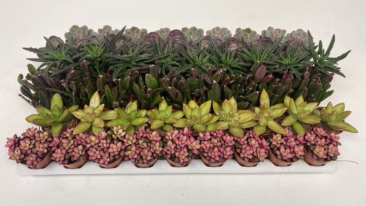 Succulenten Herfst mix 10cm 505cm Pot