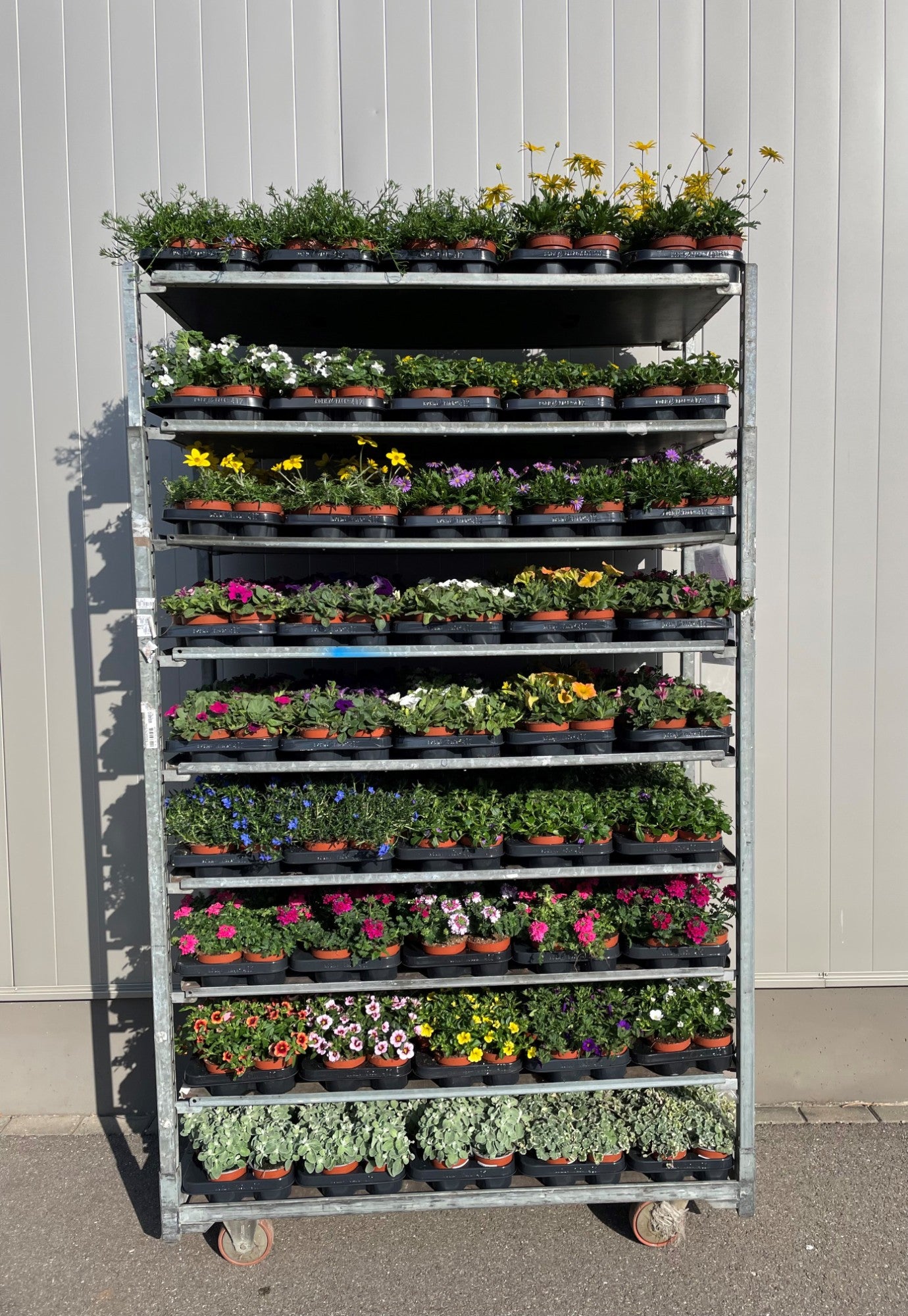 Annual plants mix 17cm 510cm Pot