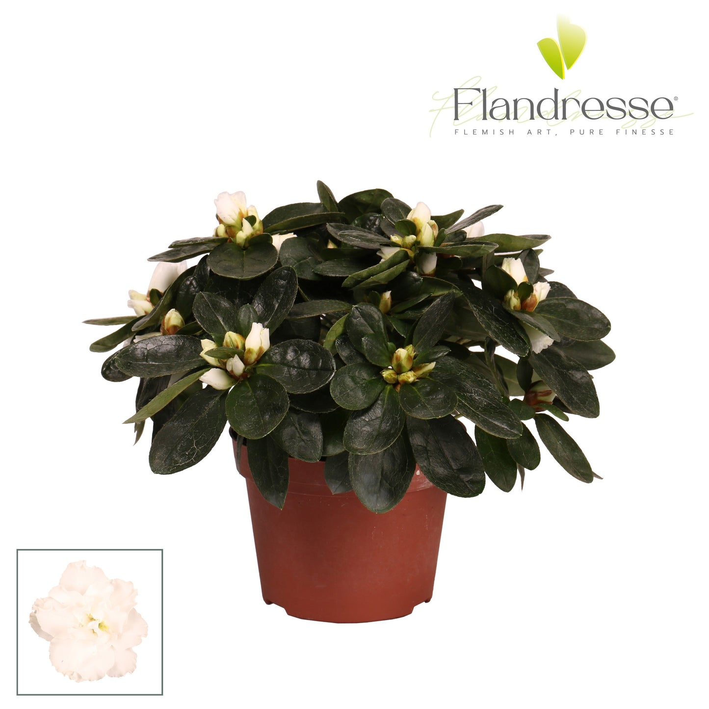 Rhododendron simsii white 17cm 10.5cm Pot