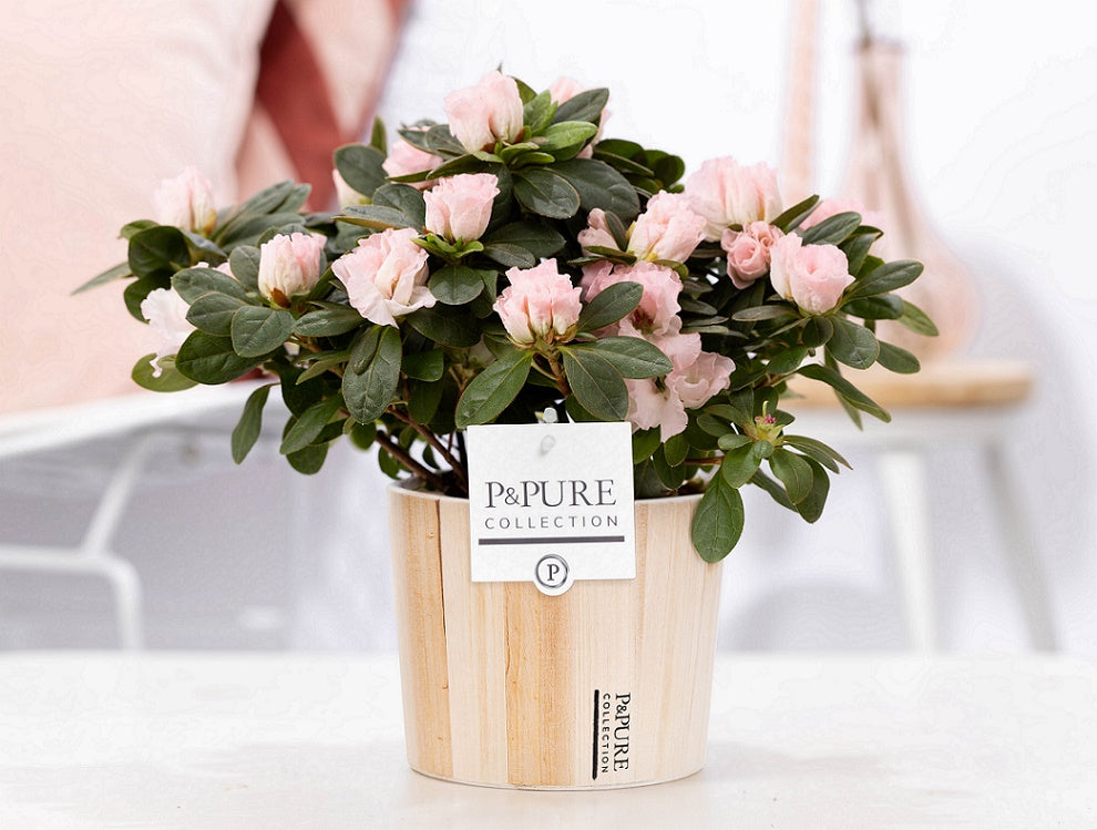 Rhododendron Terra Nova 25cm 12cm Pot