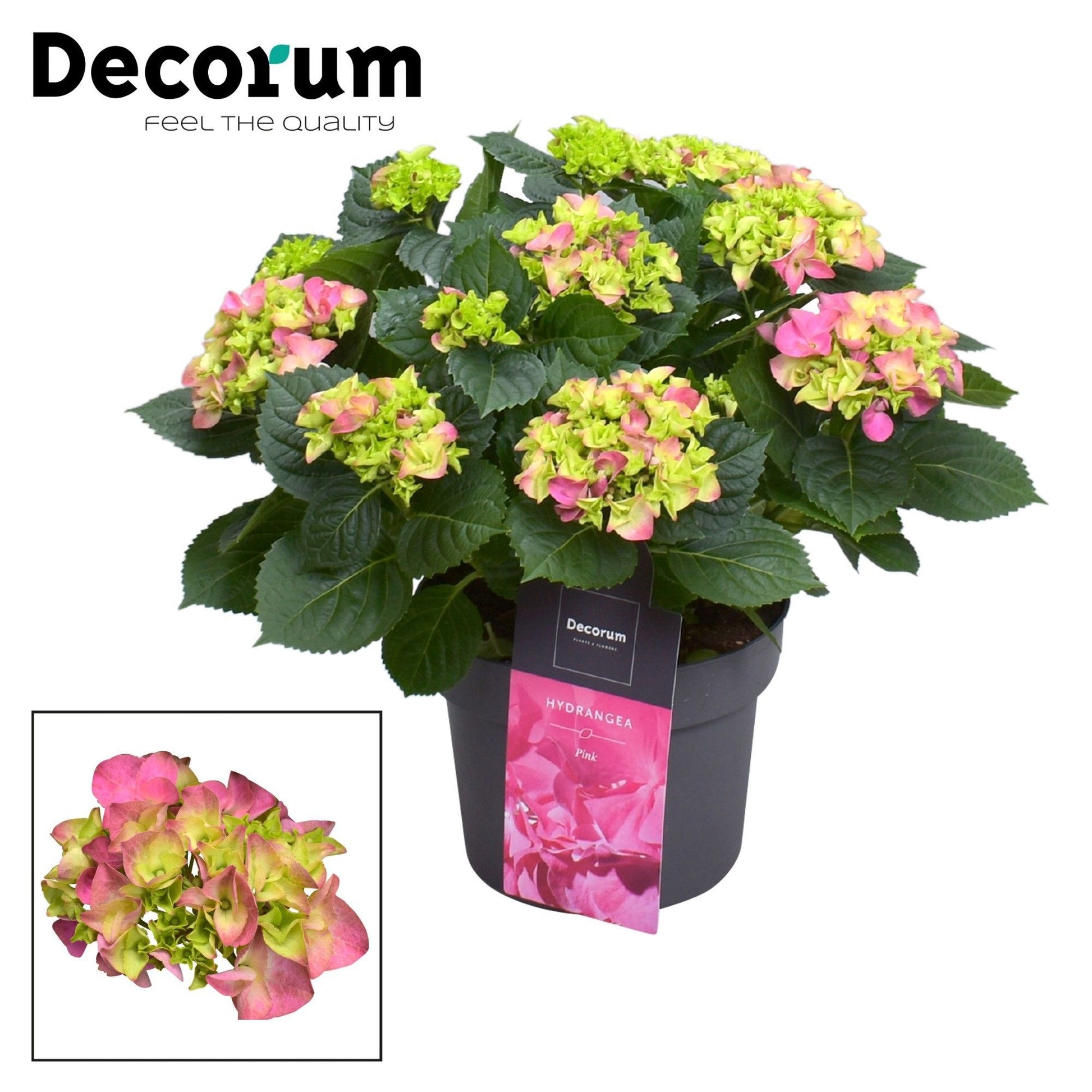 Hydrangea marc. Hi River 45cm 23cm Pot