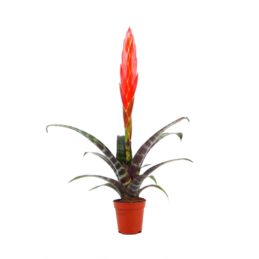 Vriesea Era 20cm 505cm Pot