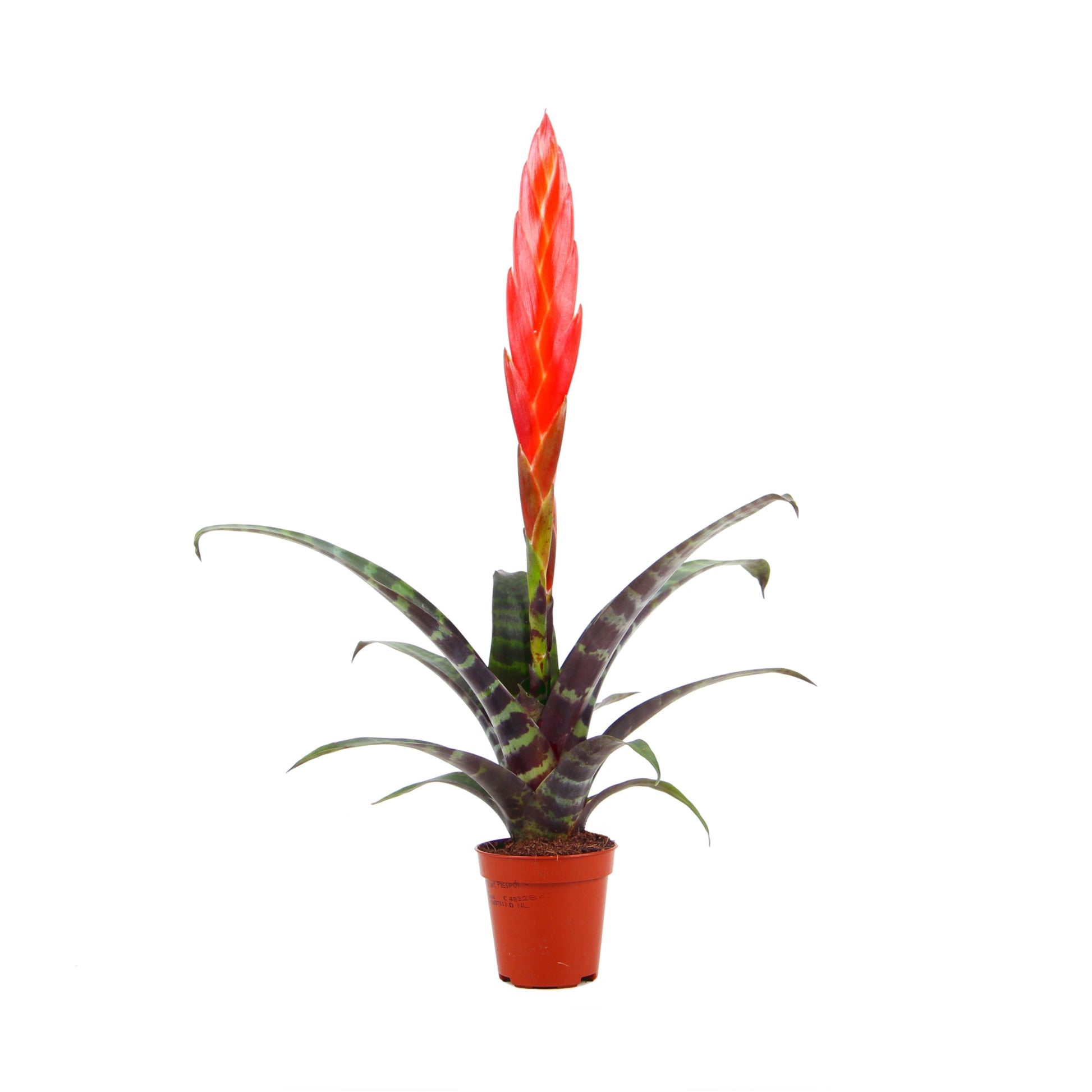 Vriesea Era 20cm 5.5cm Pot