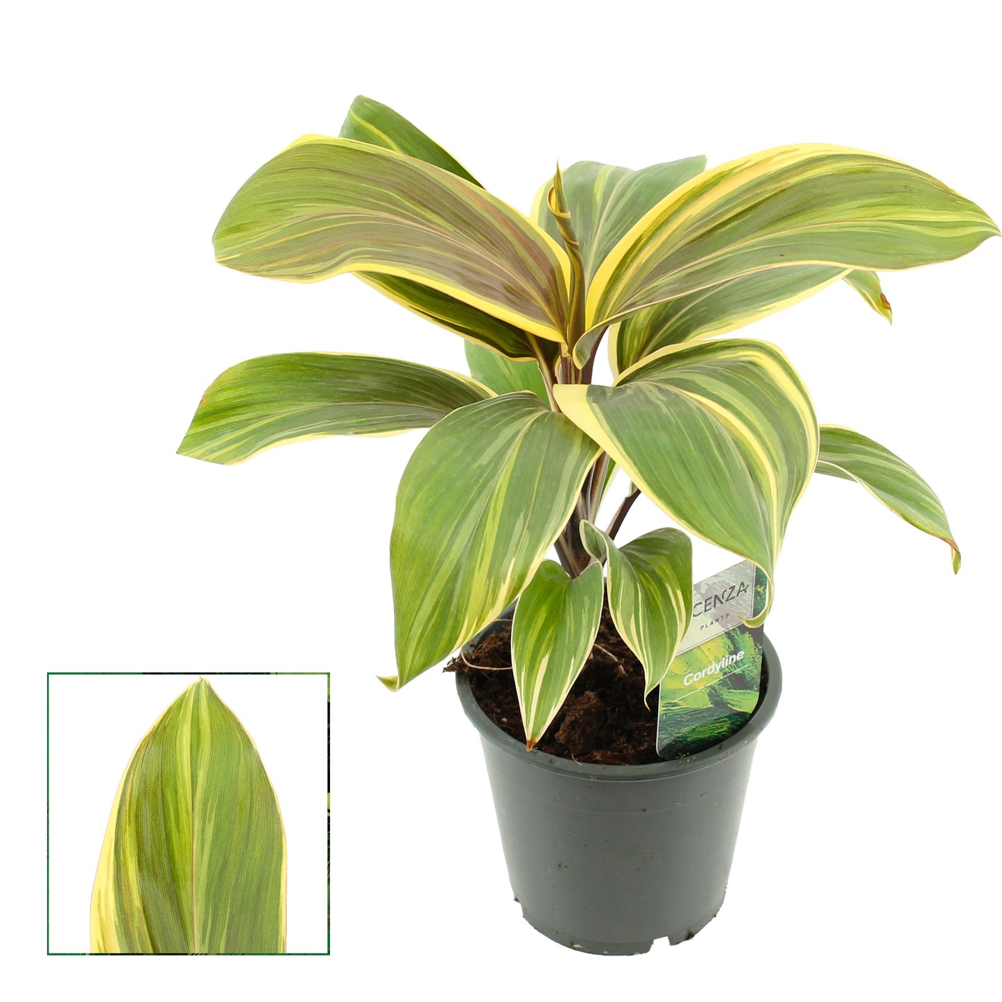 Cordyline frut. Chocolate Queen 30cm 12cm Pot