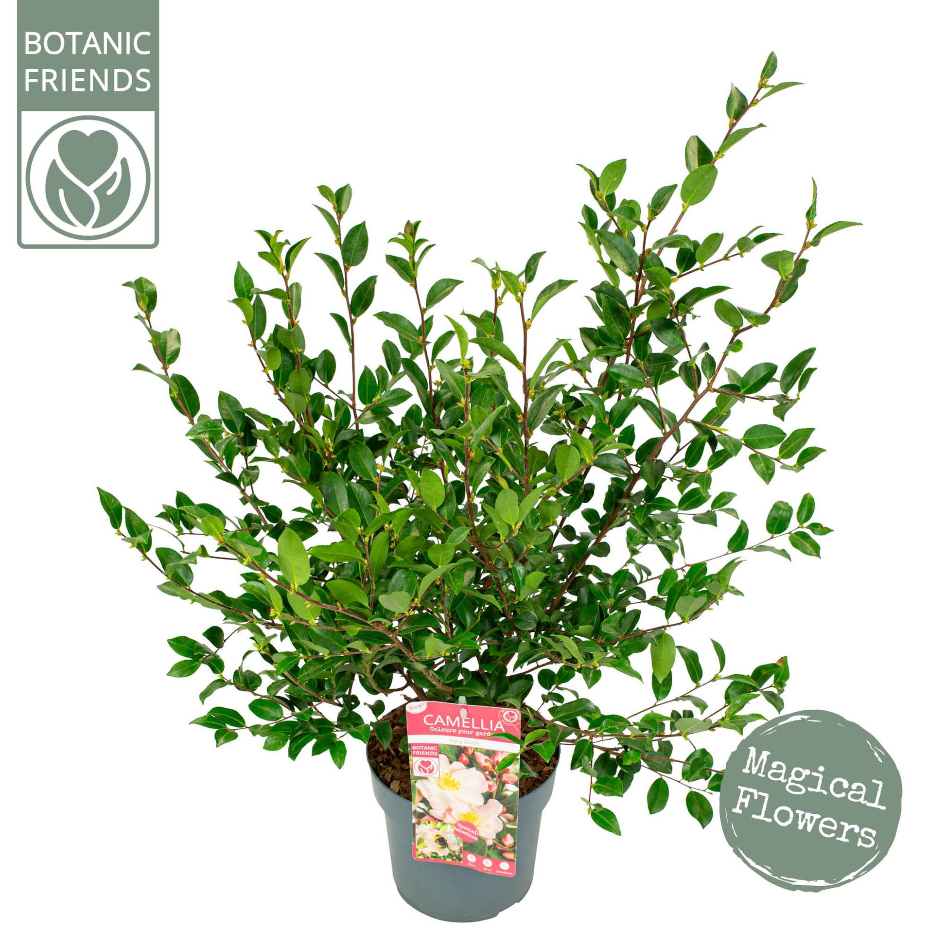 Camellia japonica 80cm 19cm Pot