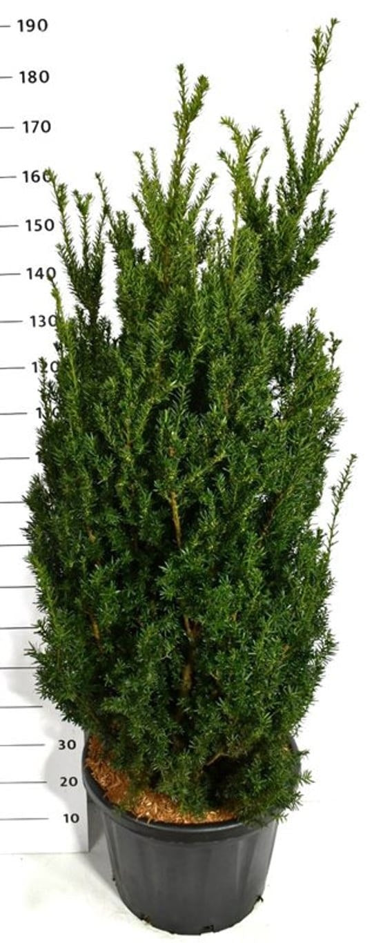 Taxus media Hillii 170cm 48cm Pot