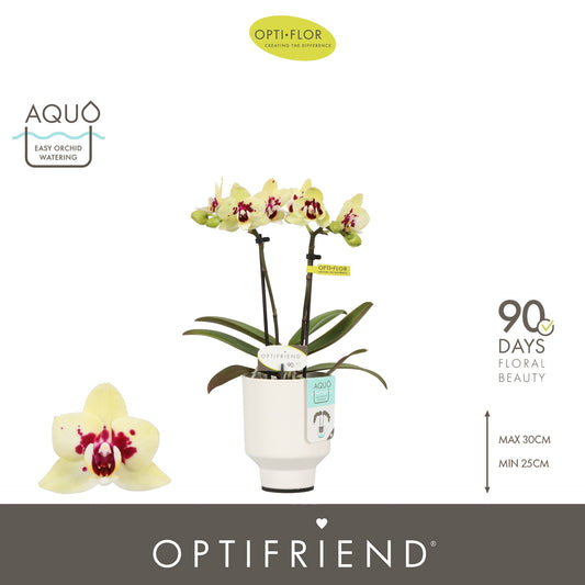Phalaenopsis yellow 25cm 7cm Pot