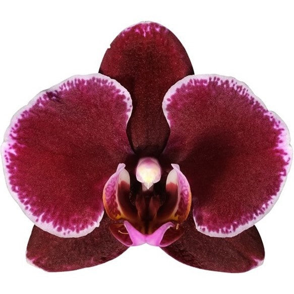 Phalaenopsis mix 45cm 12cm Pot