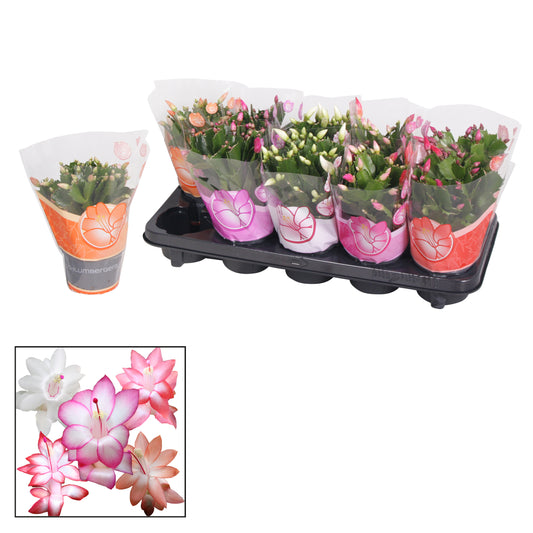 Schlumbergera mix 20cm 510cm Pot