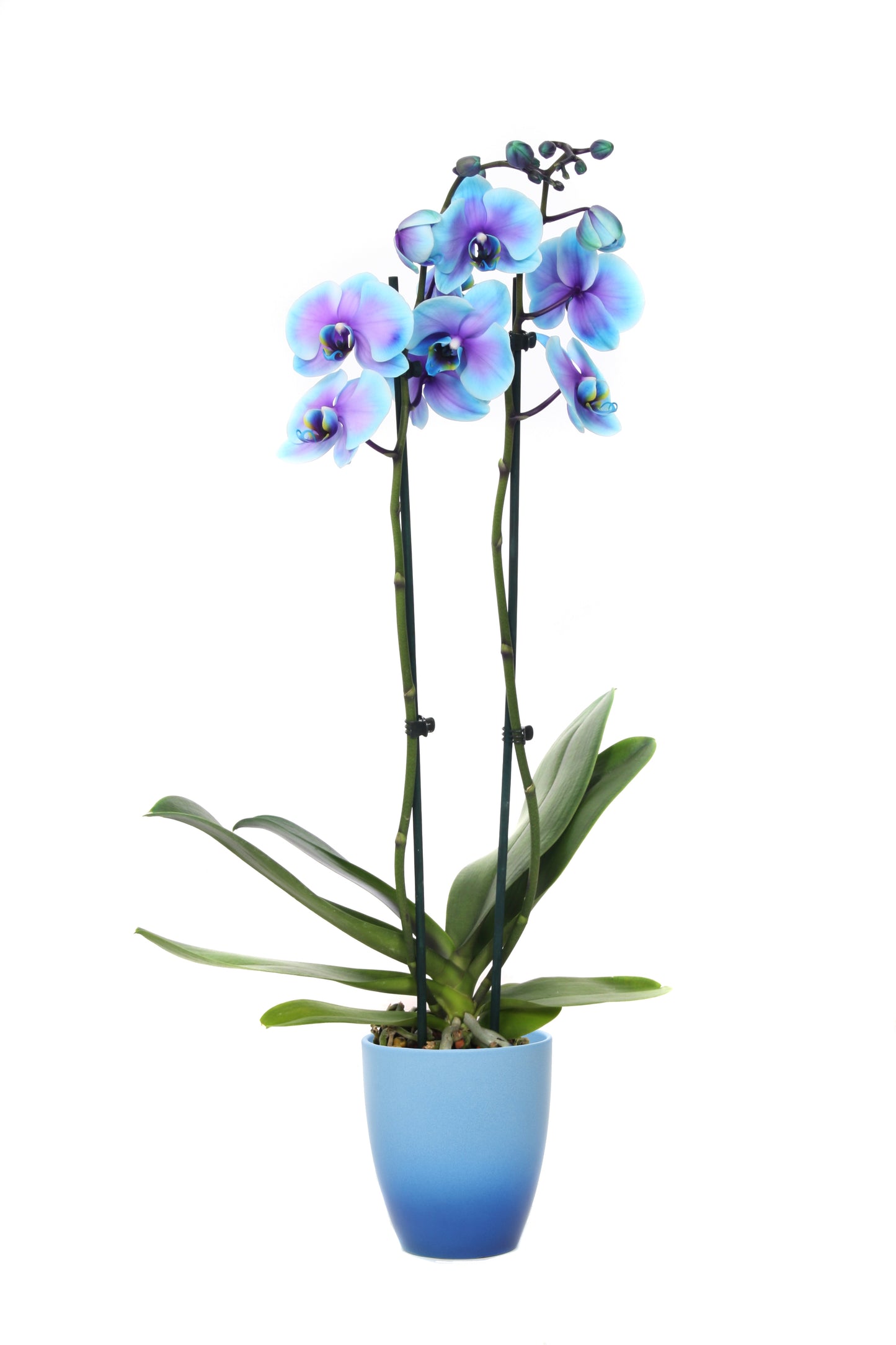 Phalaenopsis Royal blue lagoon 55cm 12cm Pot