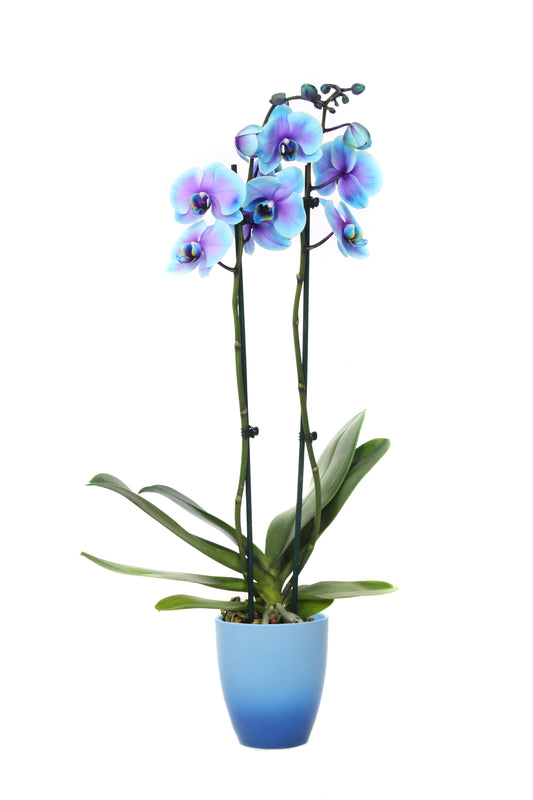Phalaenopsis Royal blue lagoon 55cm 12cm Pot