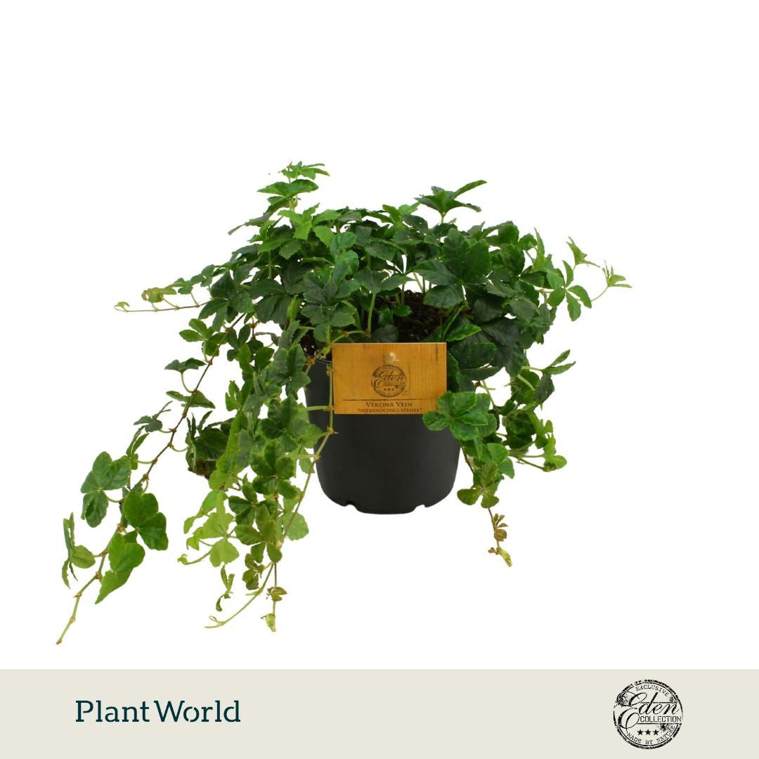 Parthenocissus Striata 20cm 12cm Pot