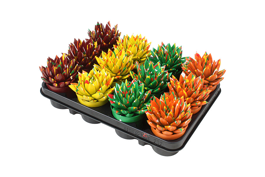 Echeveria colored Splash autumn mix 11cm Special Pot (508)