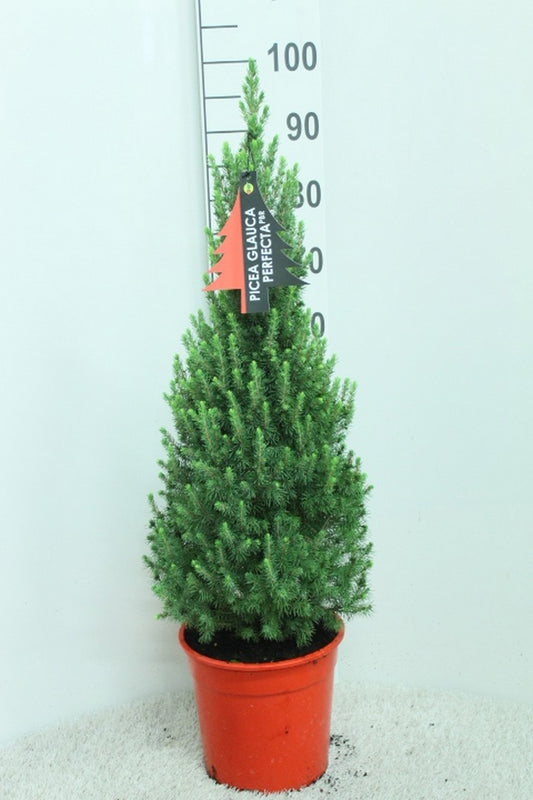 Picea gl. Perfecta red pot 95cm 24cm Pot