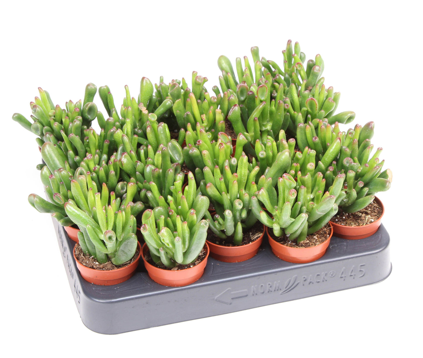 Euro Cactus Holland Bv Crassula Hobbit Pack of 20