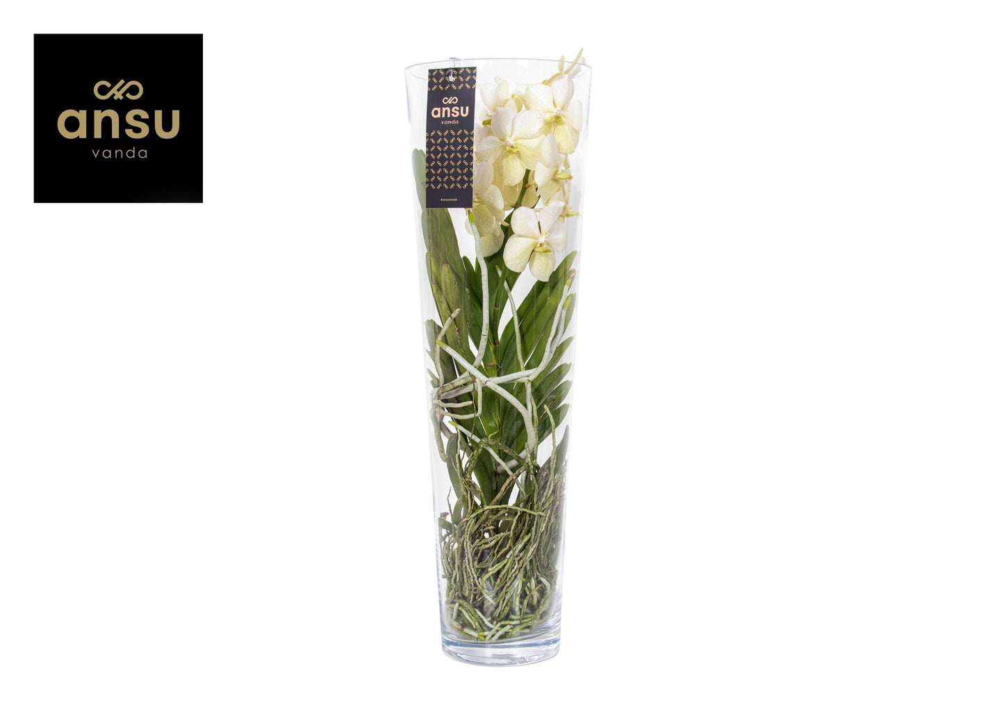 Vanda Charlotte white 70cm 24cm Pot