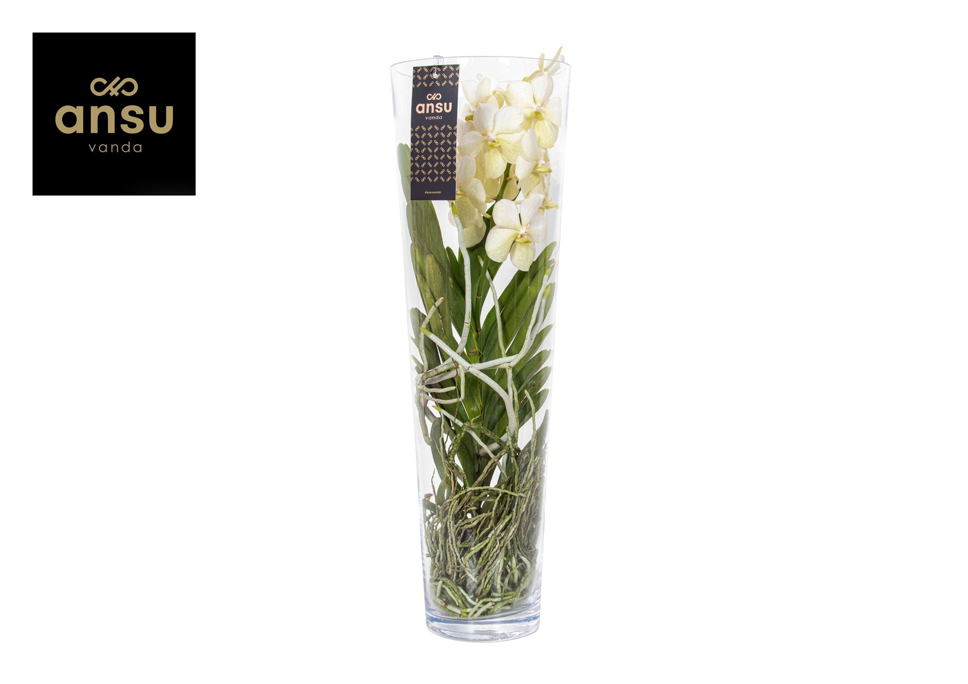 Vanda Charlotte white 70cm 24cm Pot