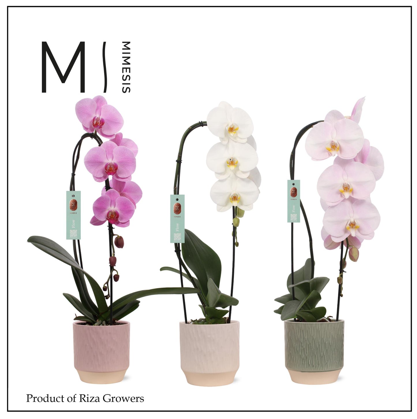 Phalaenopsis Hybrid 60cm 12cm Pot