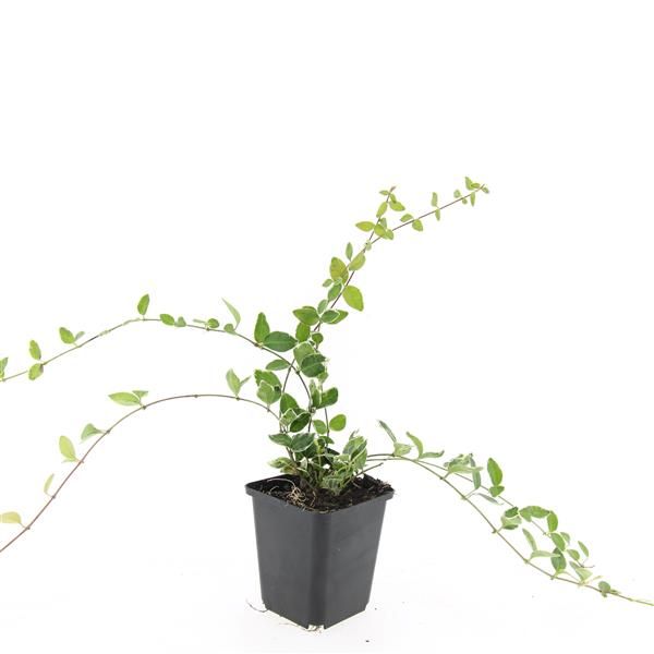 Vinca minor 5cm 9cm Pot