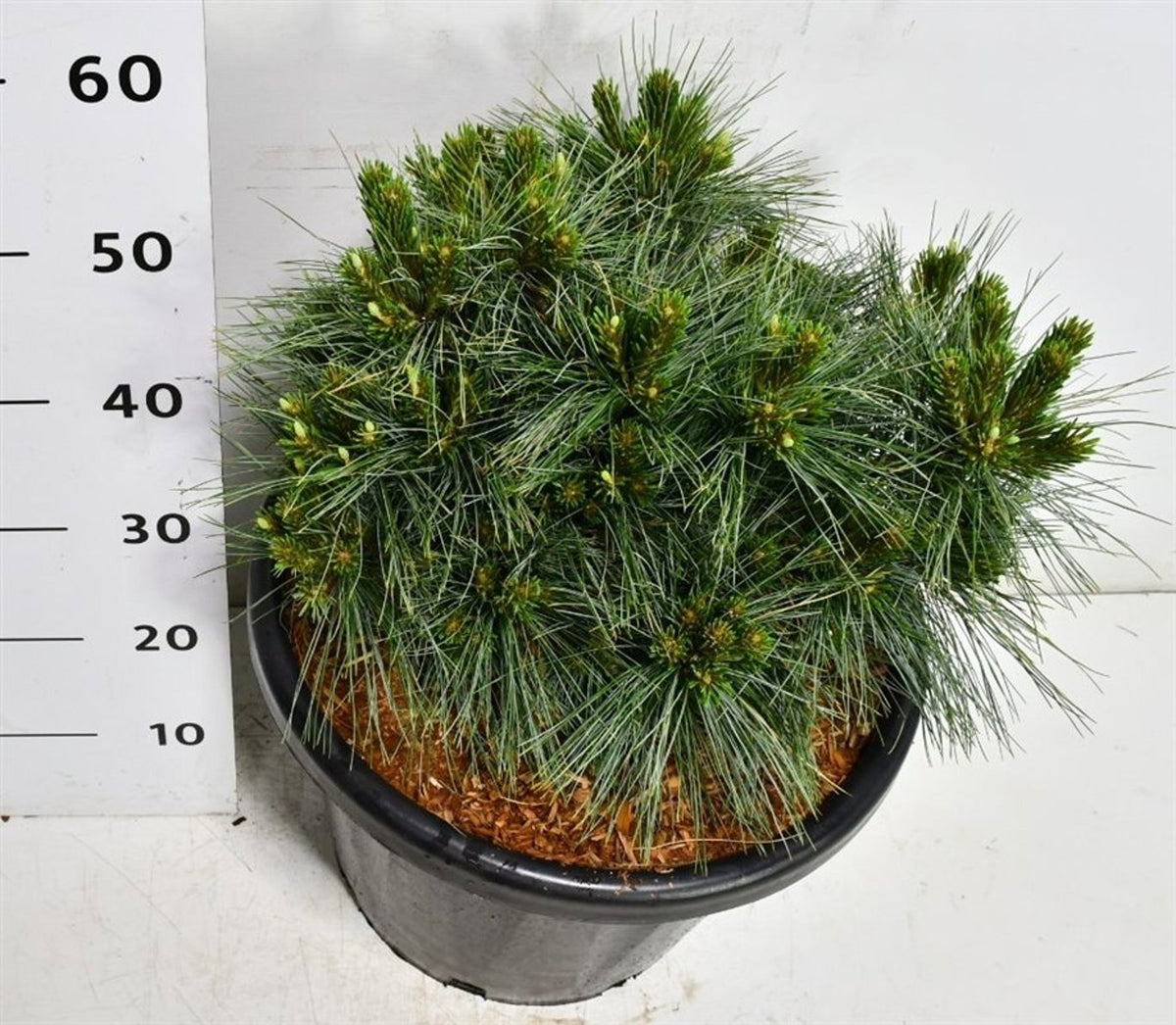 Pinus hybrid 60cm 38cm Pot