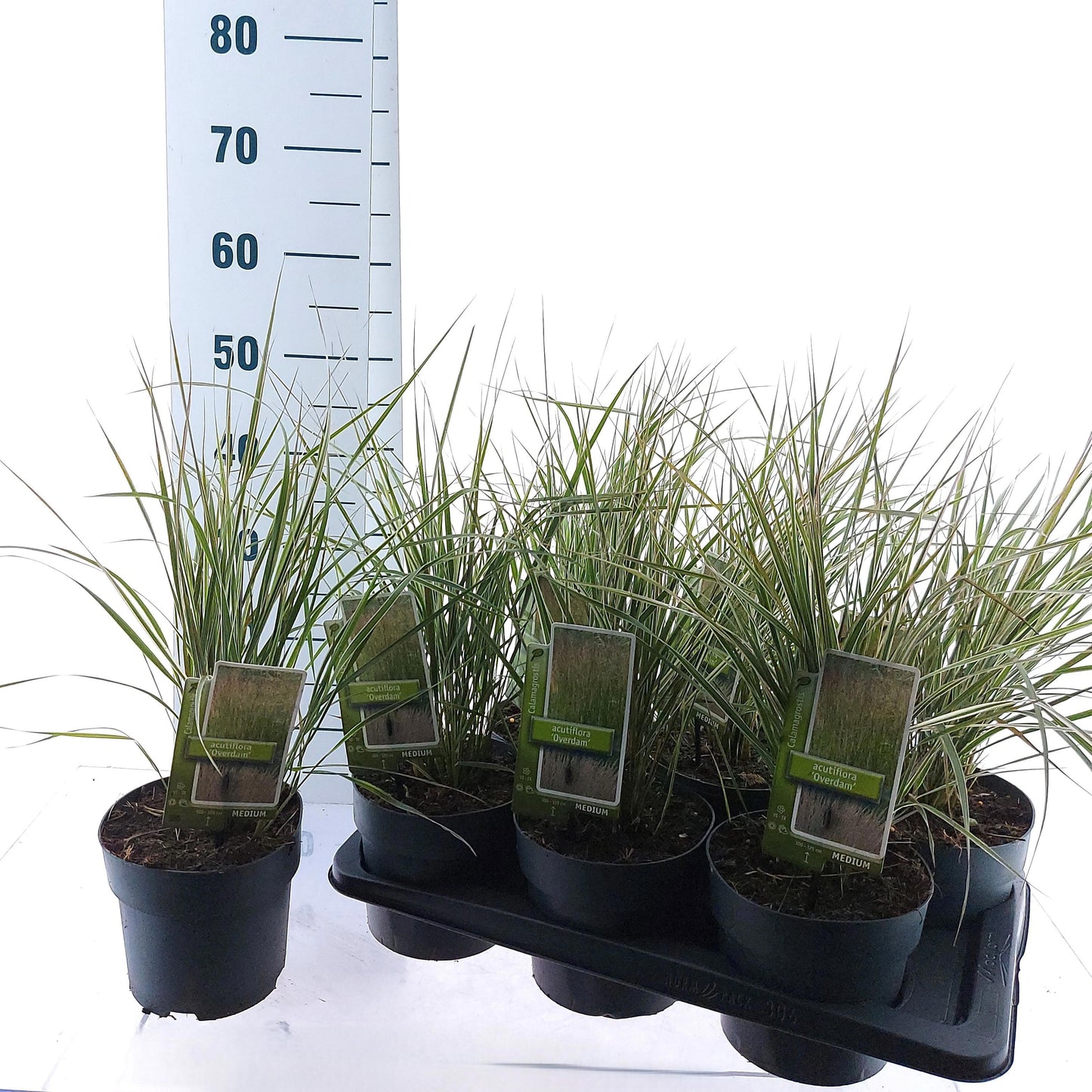 Calamagrostis Overdam 30cm 17cm Pot