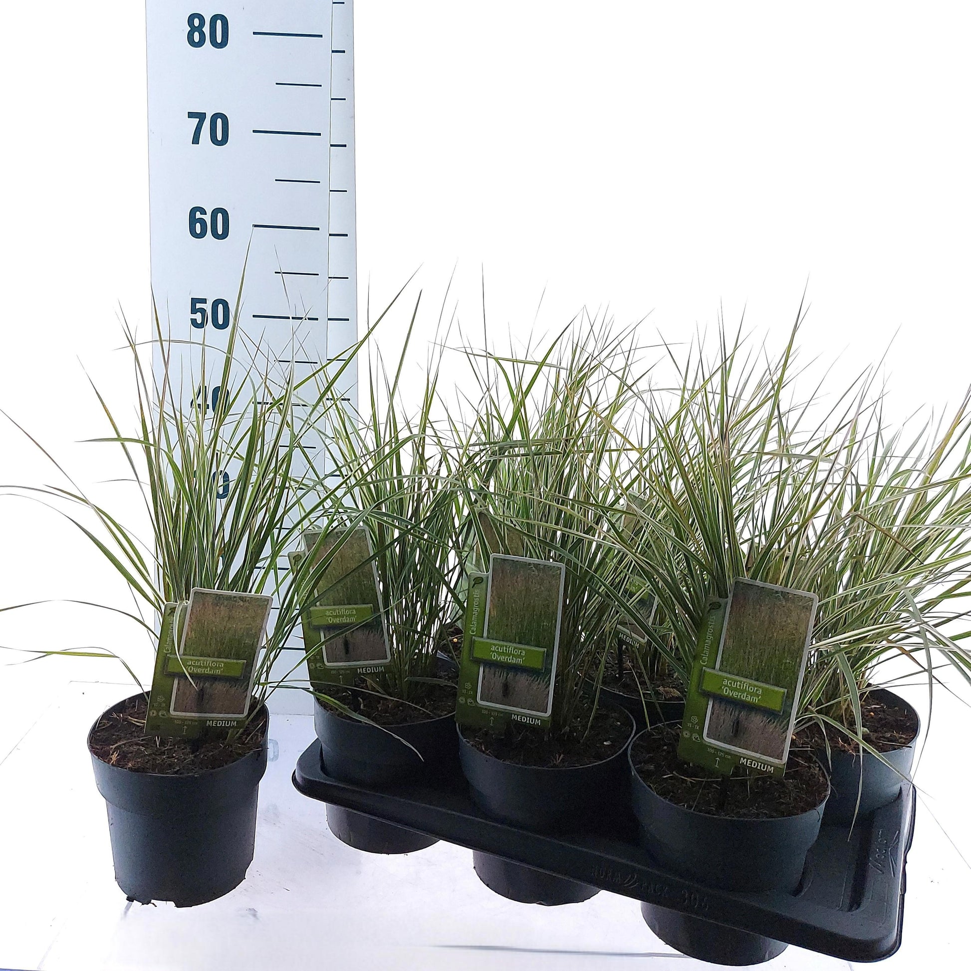 Calamagrostis Overdam 30cm 17cm Pot