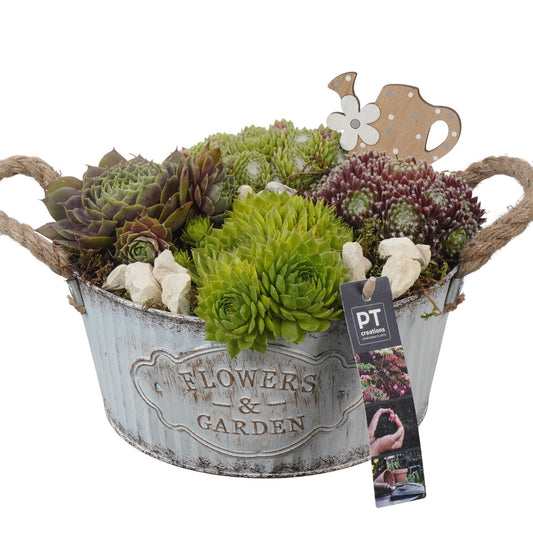 arr. Sempervivum 22cm 22cm Pot
