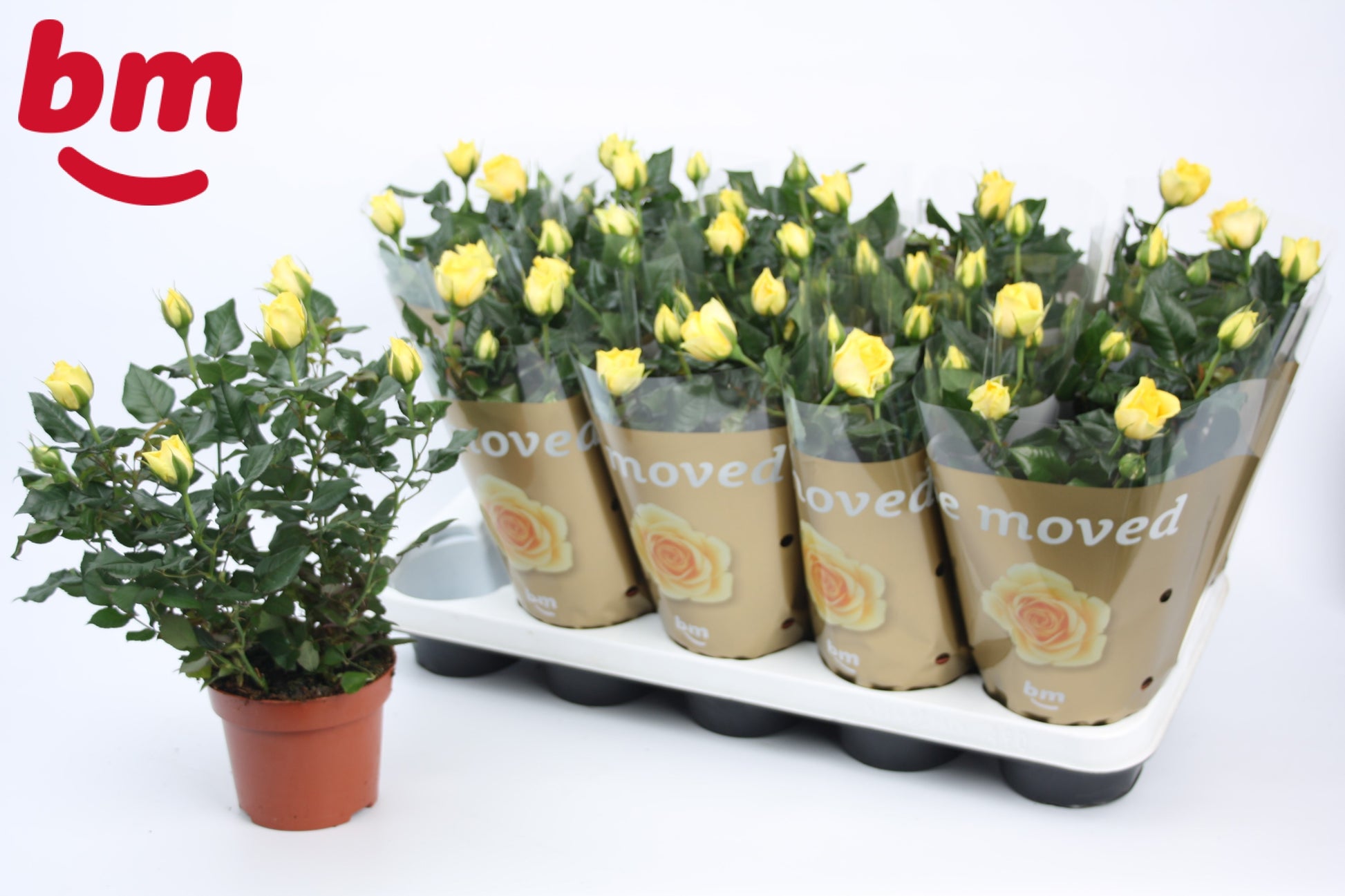 BM Roses Rosa Beau Monde yellow Pack of 10