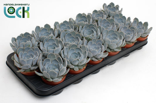 Echeveria Minima 10cm 8.5cm Pot